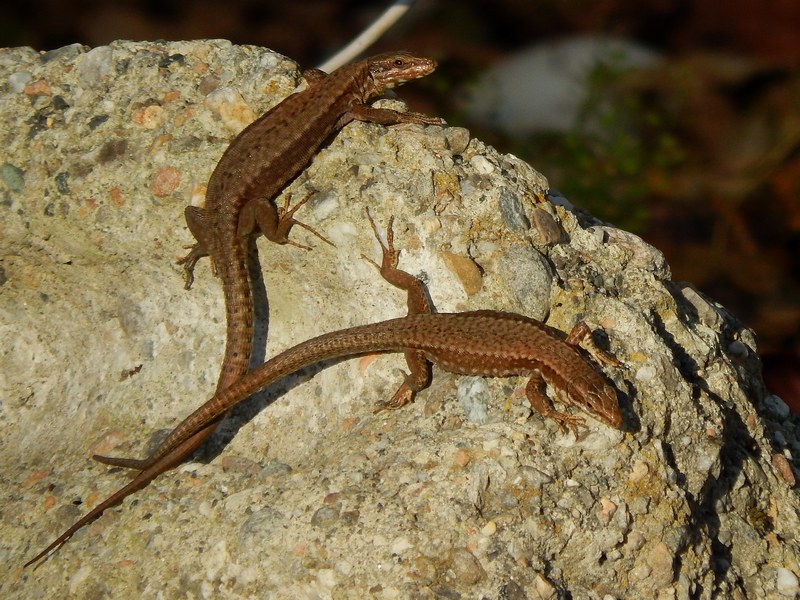 Podarcis muralis...ultimo sole...